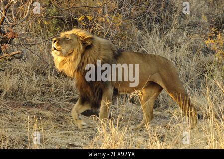 Brüllender männlicher Löwe (Panthera pardus) Stockfoto