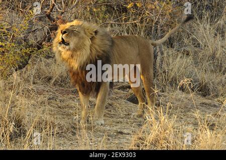 Brüllender männlicher Löwe (Panthera pardus) Stockfoto