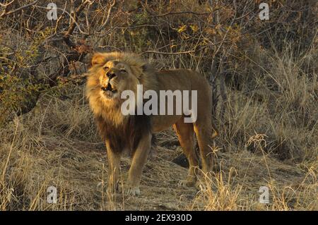 Brüllender männlicher Löwe (Panthera pardus) Stockfoto