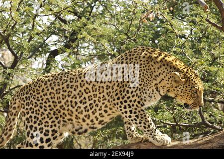 Leopardenkletterer (Panthera pardus) Stockfoto