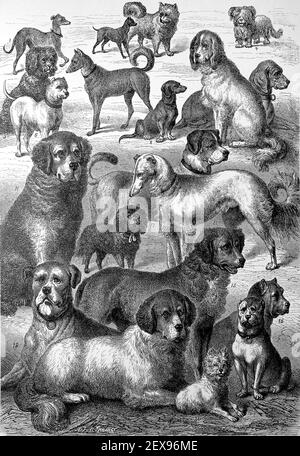 Verschiedene Hunderassen in einer Illustration von 1880 / verschiedene Rassen der Hunde in einer Illustration aus dem Jahr 1880, Historisch, historisch, digital verbesserte Reproduktion eines Originals aus dem 19th. Jahrhundert / digitale Reproduktion einer Originalvorlage aus dem 19. Jahrhundert, Stockfoto