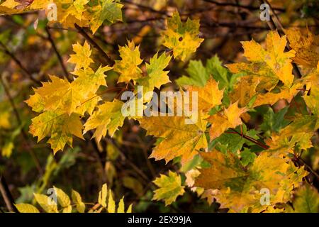Herbst Ahornblätter auf Baum - Nahaufnahme mit selektivem Fokus. Stockfoto