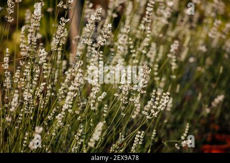 Große Vielfalt an Blumen und Pflanzen im Kindergarten Stockfoto