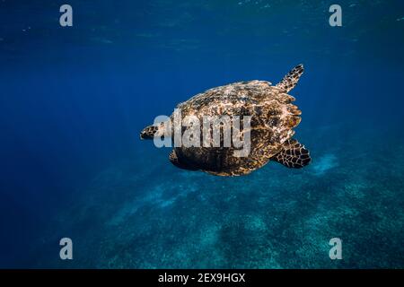 Grüne Meeresschildkröte gleitet unter Wasser im blauen Ozean auf Hawaii Stockfoto