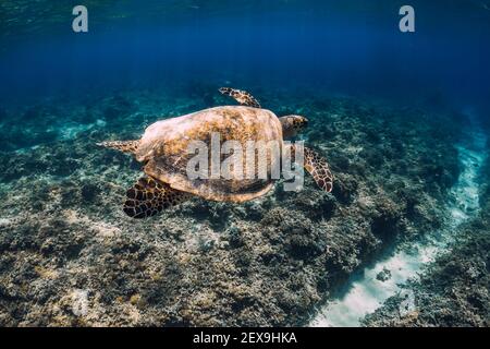 Grüne Meeresschildkröte gleitet unter Wasser im blauen Ozean auf Hawaii Stockfoto