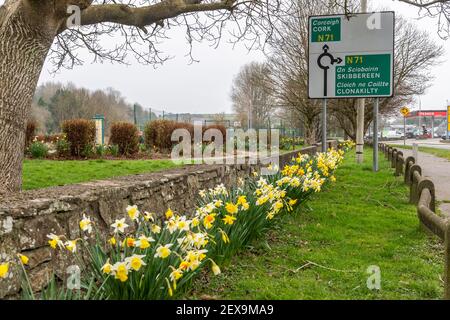 Bandon, West Cork, Irland. März 2021, 4th. Die Narzissen in Bandon waren an diesem Nachmittag an einem bewölkten Tag in West Cork in voller Blüte. Quelle: AG News/Alamy Live News Stockfoto