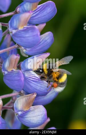 Erdhummel, Erd-Hummel, Weibchen, Blütenbesuch an Lupin, mit Pollenhöschen, Bombus spec., Bombus, Bumble Bee Stockfoto