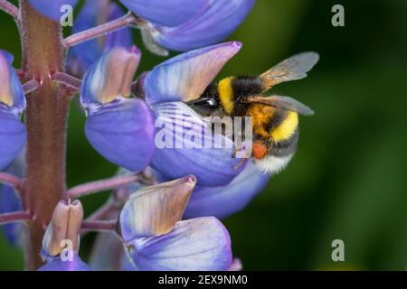 Erdhummel, Erd-Hummel, Weibchen, Blütenbesuch an Lupin, mit Pollenhöschen, Bombus spec., Bombus, Bumble Bee Stockfoto