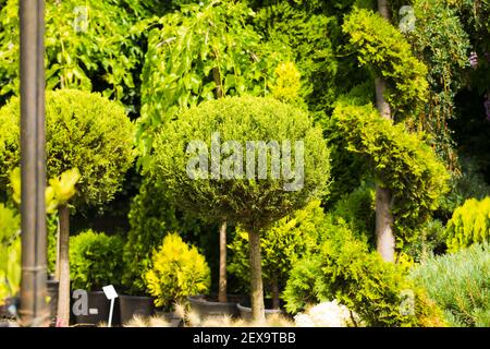 Nahaufnahme Sortiment von evegreen Pflanzen zum Verkauf Stockfoto