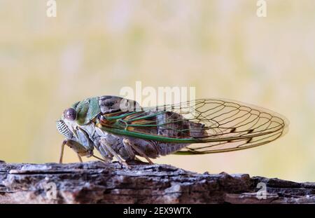 WESTERN Dusk Singing Cicada (Megatibicen resh) Seitenansicht nach links auf Baumrinde in Houston, TX. Die Art ist in Nordamerika heimisch. Stockfoto