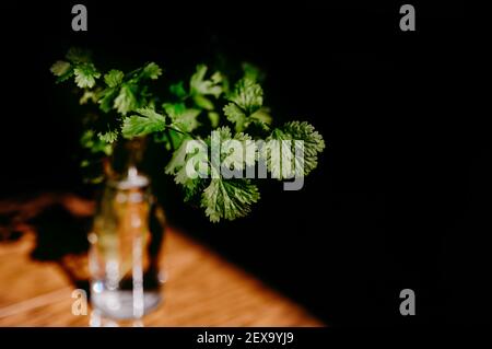 Ein paar frische Koriander in einer Vase mit Wasser Auf einem Holztisch unter dem natürlichen Sonnenlicht Stockfoto