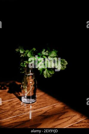 Ein paar frische Koriander in einer Vase mit Wasser Auf einem Holztisch unter dem natürlichen Sonnenlicht Stockfoto