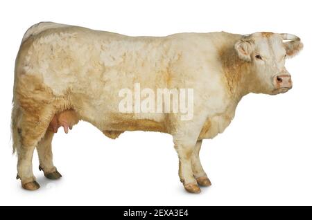 Kuh, Ochse und Stier Stockfoto