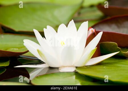 Weiße Seerose (Nymphaea) Stockfoto