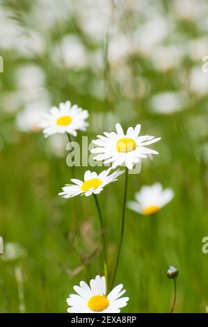 Ochsenauge Gänseblümchen blüht im Frühling Stockfoto