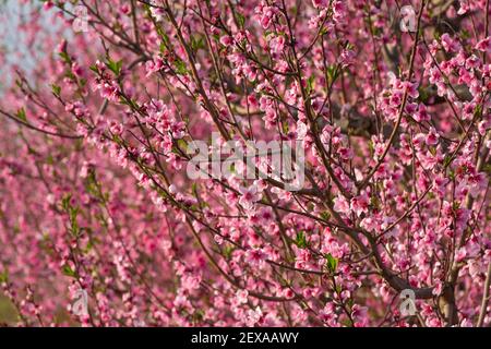 Obstbäume mit Zweigen voller rosa oder magentafarbener Blüten Und defokussieren Sie den Hintergrund oder selektiven Fokus Stockfoto