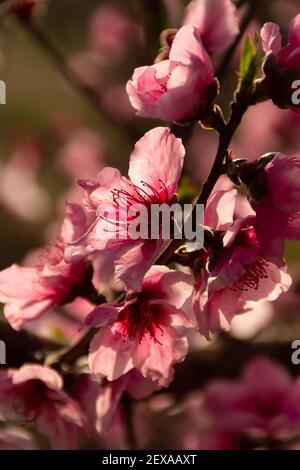 Obstbaum Zweig voll von rosa oder magentafarbenen Blüten und Grüne neue Blätter mit defokussem Hintergrund Stockfoto