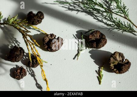 Getrocknete Apfelrost-Kugeln aus Zedernholz auf weißem Hintergrund mit Schatten Stockfoto