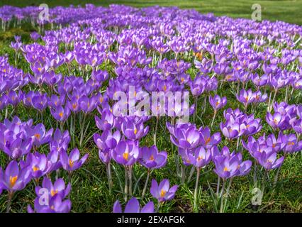 Ein Teppich aus blühenden lila Krokus auf einem Rasen Rasen. Stockfoto