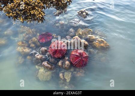 Viele wunderschön gemusterte rote Seeigel werden an Land gewaschen und auf der Gehirnkoralle festgeklebt. Stockfoto