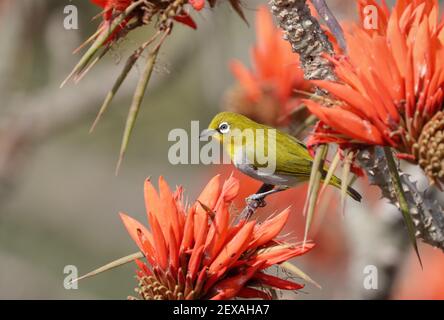 Indisches Weißauge.das indische Weißauge, früher das orientalische Weißauge, ist ein kleiner Singvögel aus der Familie der Weißaugen. Stockfoto