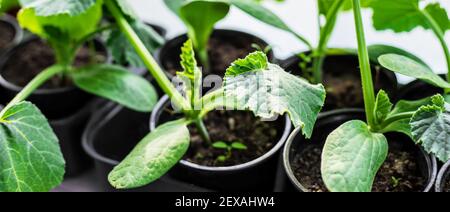 Sämlinge von Gurken in Tassen auf dem Fenster. Selektiver Fokus. Natur. Stockfoto