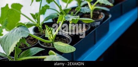 Sämlinge von Gurken in Tassen auf dem Fenster. Selektiver Fokus. Natur. Stockfoto