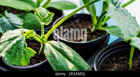 Sämlinge von Gurken in Tassen auf dem Fenster. Selektiver Fokus. Natur. Stockfoto
