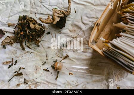 Getrocknete Zinnia-Blumensamen auf verschiedene Weise speichern Stockfoto