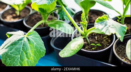 Sämlinge von Gurken in Tassen auf dem Fenster. Selektiver Fokus. Natur. Stockfoto