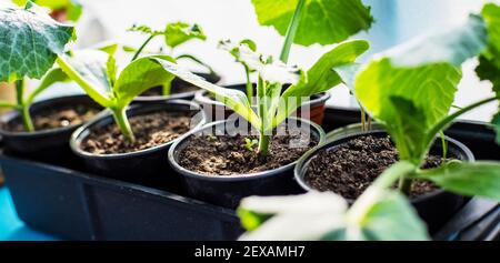 Sämlinge von Gurken in Tassen auf dem Fenster. Selektiver Fokus. Natur. Stockfoto