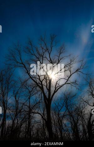 Farbverstärktes Bild eines Winterbaums, der von Sonne, Himmel und Wolken in West des Moines, Iowa, umragt wird. Stockfoto