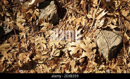Eichenblätter, Eicheln, Kiefernnadeln und Felsen auf dem Waldboden. Stockfoto