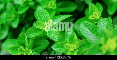 Wachsende Minze in einem Gewächshaus. Selektiver Fokus.Natur Stockfoto