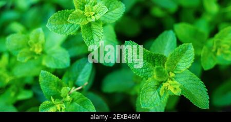 Wachsende Minze in einem Gewächshaus. Selektiver Fokus.Natur Stockfoto