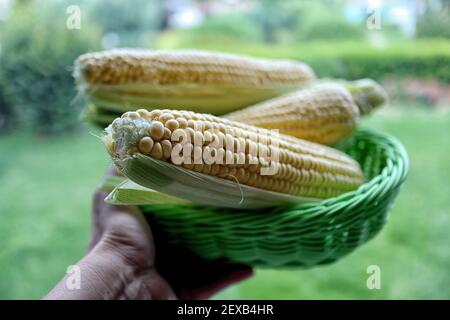 Mais ist die wichtigste Nahrung, die in vielen Regionen wächst. Es wird sehr viel konsumiert. Der frische Mais ist köstlich für das Essen, und es ist schön für die Phot Stockfoto
