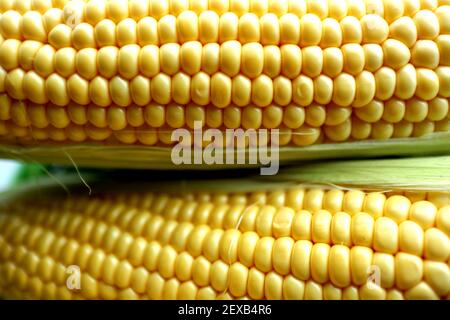 Mais ist die wichtigste Nahrung, die in vielen Regionen wächst. Es wird sehr viel konsumiert. Der frische Mais ist köstlich für das Essen, und es ist schön für die Phot Stockfoto