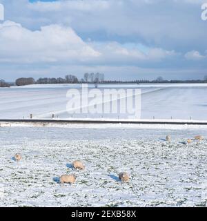Schafe auf holländischer Wiese mit Schnee und Bäumen in holland Unter blauem Himmel Stockfoto