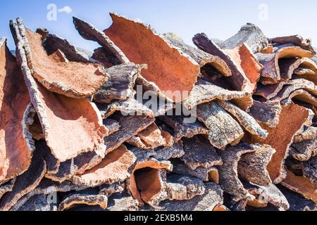 Trocknungsstreifen von Korkrinde Stockfoto