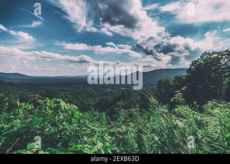 Einheimische Blätter am Straßenrand blühen im Frühling auf dem Blue Ridge Parkway am Haw Creek Overlook in Asheville, NC, USA. Stockfoto