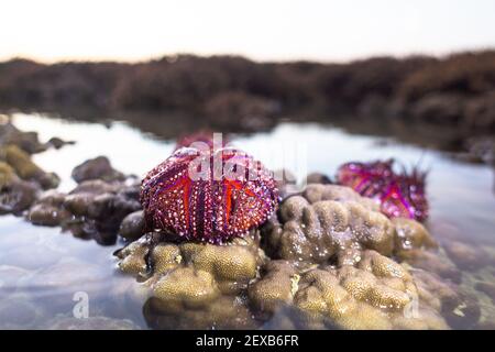 Viele wunderschön gemusterte rote Seeigel werden an Land gewaschen und auf der Gehirnkoralle festgeklebt. Stockfoto