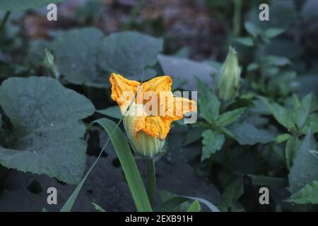Leuchtend gelbe Kürbis (Cucurbita pepo) Blume. Nahaufnahme. Stockfoto