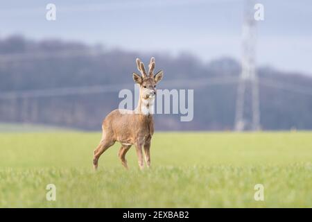 Roe Hirschbock (capreolus capreolus), der im März im Feld mit samtbedeckten Geweihen und weißem Gorget-Patch am Hals steht - Schottland, Großbritannien Stockfoto