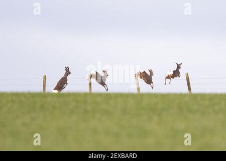 Roe Deer (Capreolus capreolus) springen Stock Fence, Schottland, Großbritannien Stockfoto