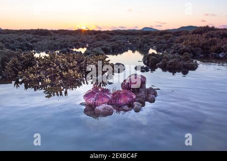 Viele wunderschön gemusterte rote Seeigel werden an Land gewaschen und auf der Gehirnkoralle festgeklebt. Stockfoto