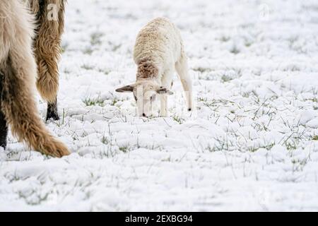 Ein neu geborenes weißes Lamm frisst Gras auf der Wiese, das Gras ist mit Schnee bedeckt. Mutter Schafe grast daneben. Winter auf dem Bauernhof Stockfoto