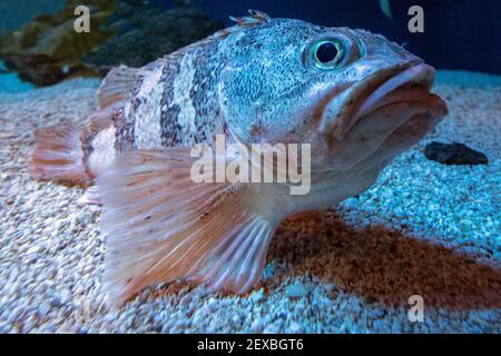 schwarzbauch-Rotbarsch Unterwasser Nahaufnahme Porträt Stockfoto