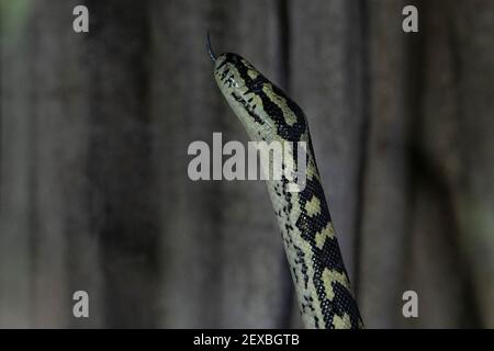 Jungle Teppich Python Schlange aus nächster Nähe Stockfoto