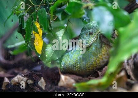 Grüne Python-Piton-Schlange versteckt im Waldbaum Stockfoto