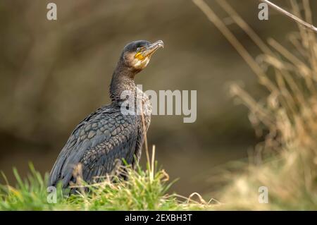 Kormoran vor einem Teich, Nahaufnahme in Schottland im Winter Stockfoto